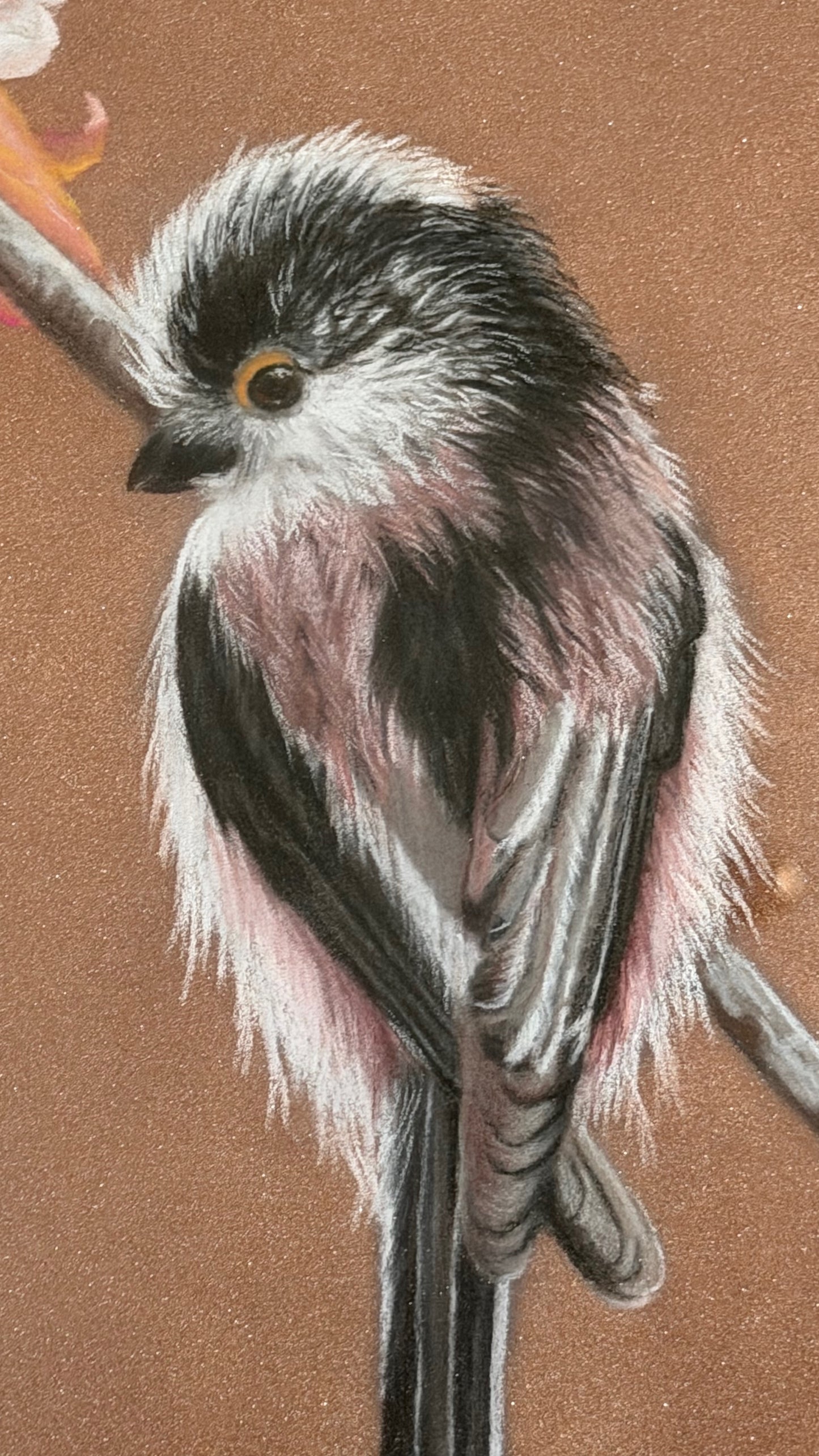 Long tailed tit - blossom: an original pastel painting