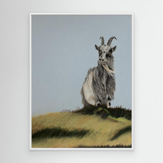Wild Scottish goat on a large framed canvas print