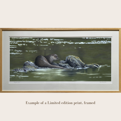 Bright Water: a limited edition print of a west coast of Scotland otter