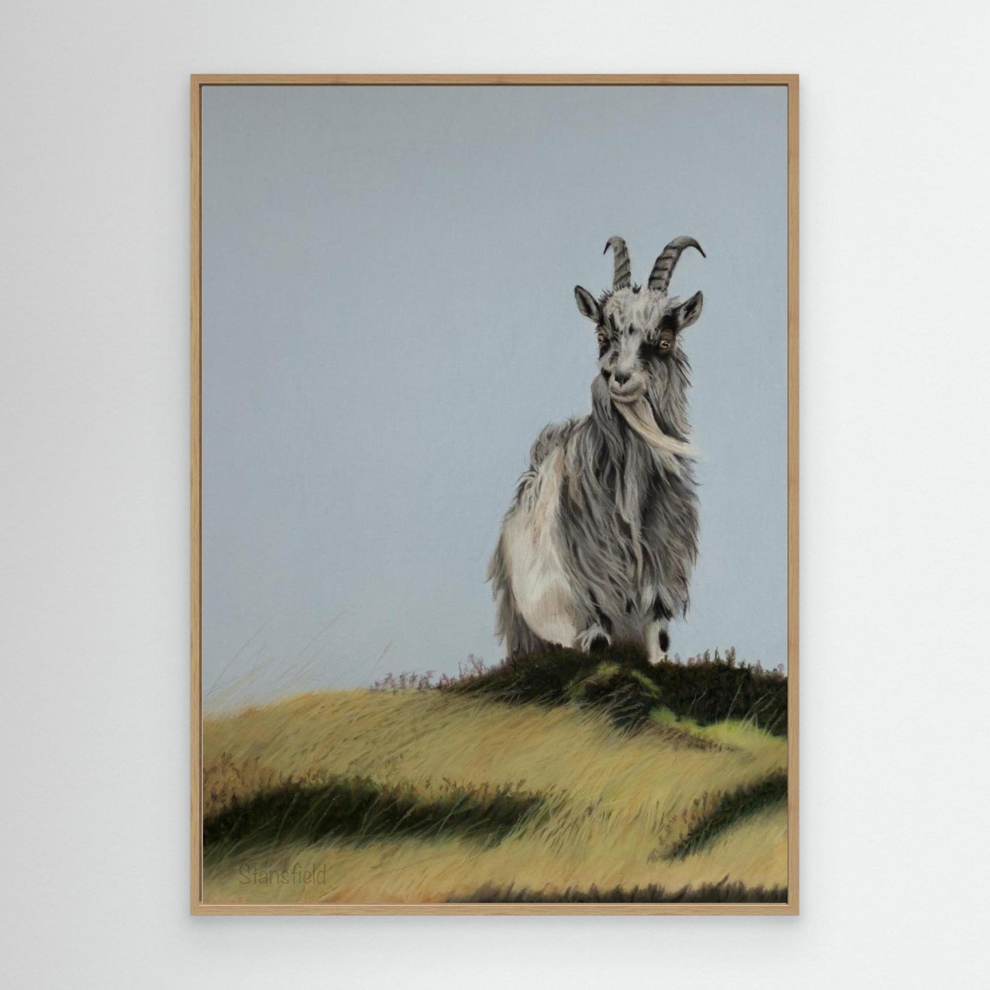 Wild goat on a windswept hill