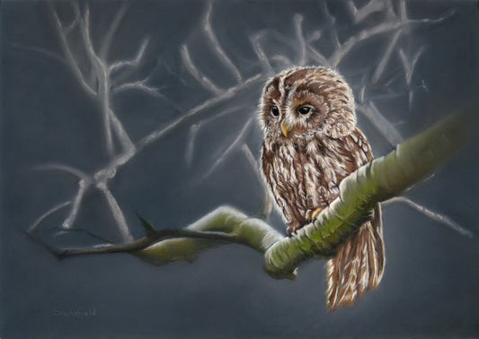Original pastel painting of an owl perched on a branch against a dark blue background