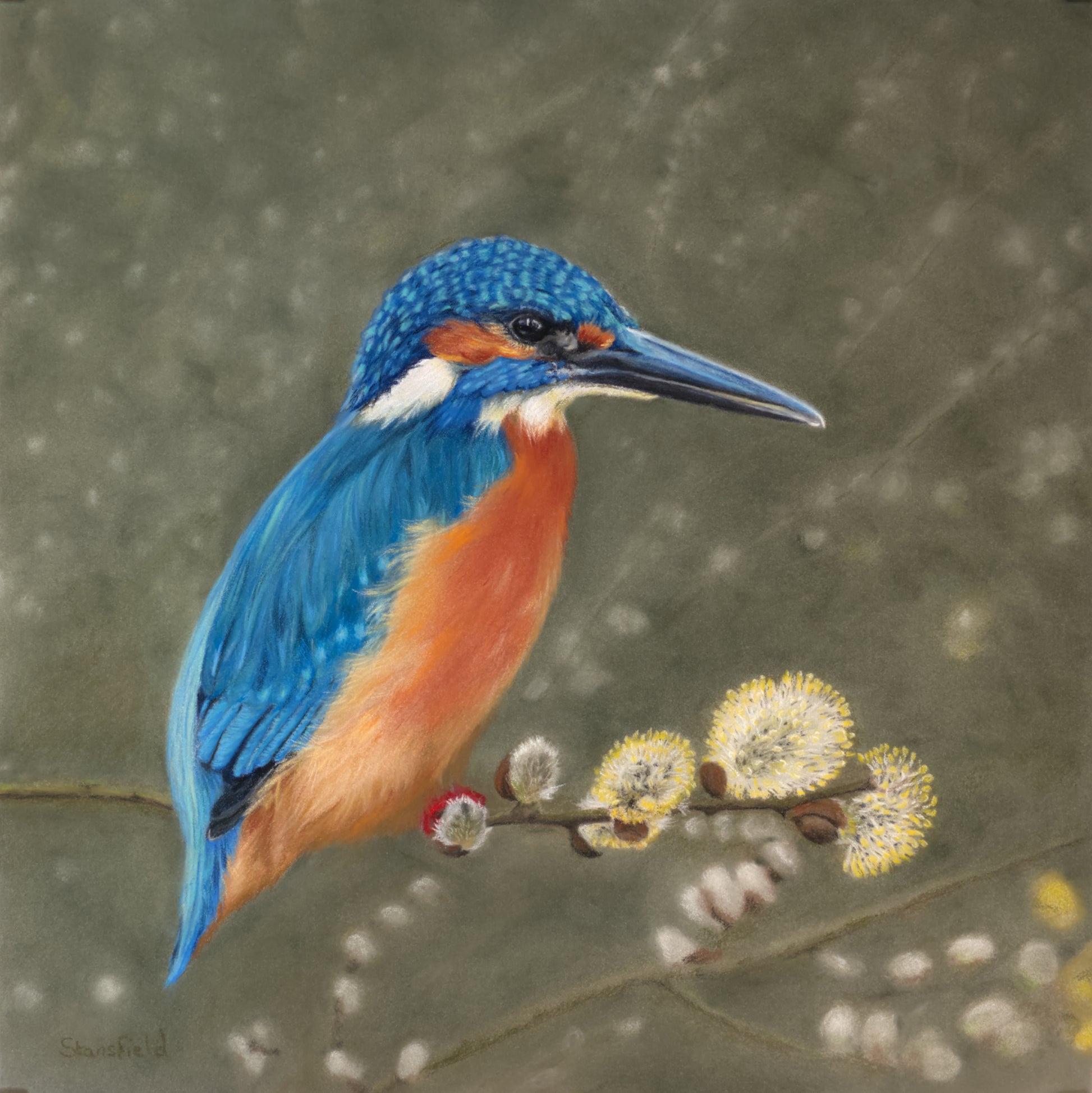 Blue and orange kingfisher bird perched on a branch with flowers against a soft green background of pussy willow