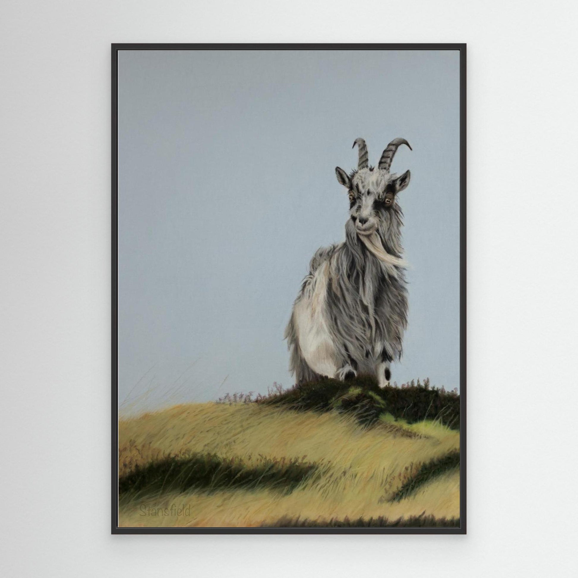 Scottish wild goat on a hill
