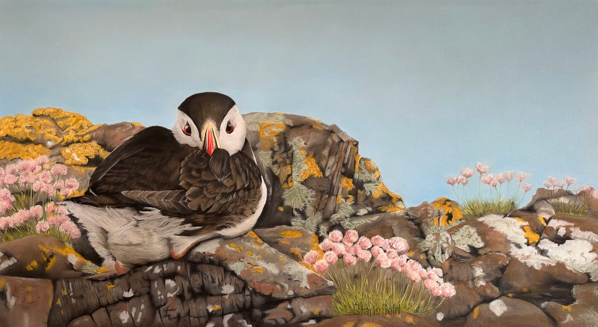 Puffin on the rocks - an open edition print