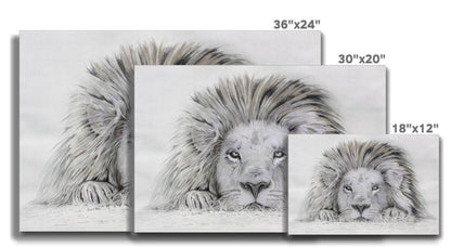 Lion - I see you: a stretched canvas print of a lazy lion painting