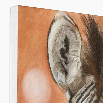 Zebra foal: a stretched canvas print of a curious equid