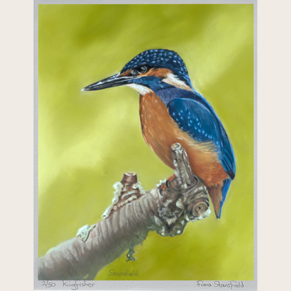 A limited edition print of a British bird, the colourful kingfisher sitting on a branch in a pastel portrait by artist Fiona Stansfield
