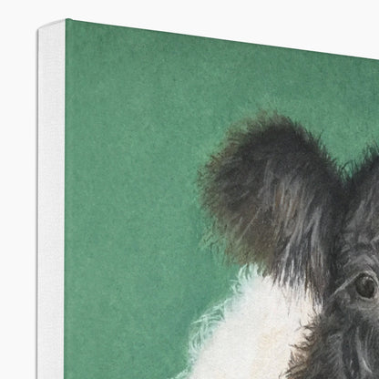 Belted Galloway cow and calf: a stretched canvas of the traditional cattle of Galloway, south-west Scotland