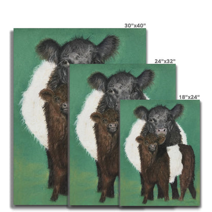 Belted Galloway cow and calf: a stretched canvas of the traditional cattle of Galloway, south-west Scotland