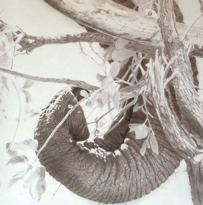 Elephant Tusk, Trunk and Tree - Greetings card