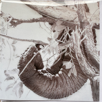 Elephant Tusk, Trunk and Tree - Greetings card