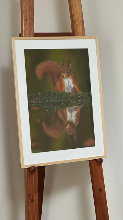 Framed picture of a red squirrel and reflection on an easel against a plain wall