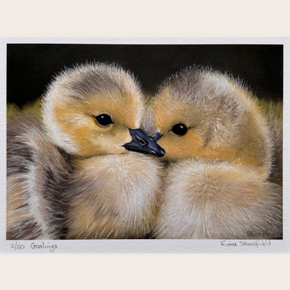 This is a limited edition print run of 50, depicting these cute and fluffy goslings. 