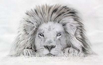 Lion - I See You: A limited edition print of a curious male lion