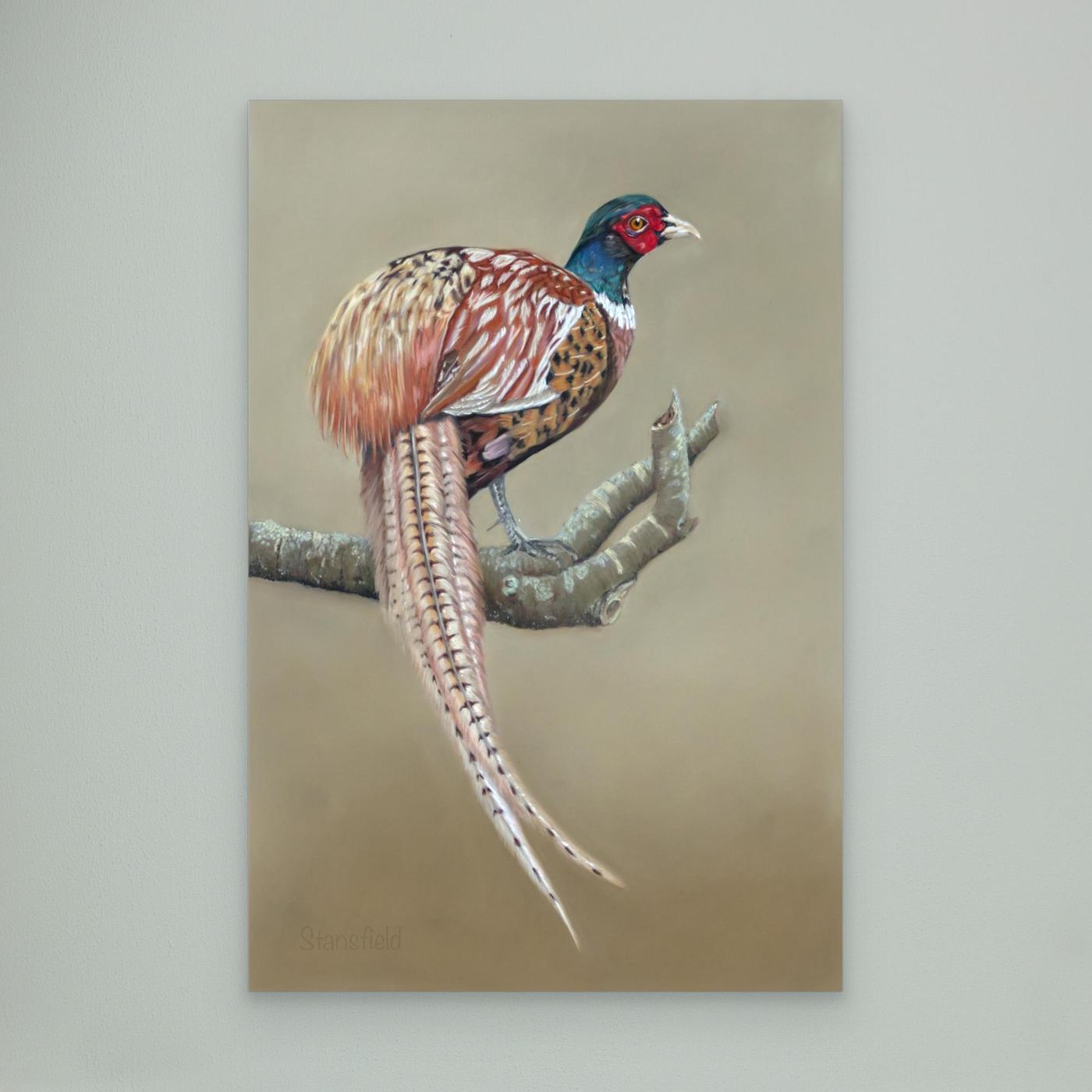 Male pheasant