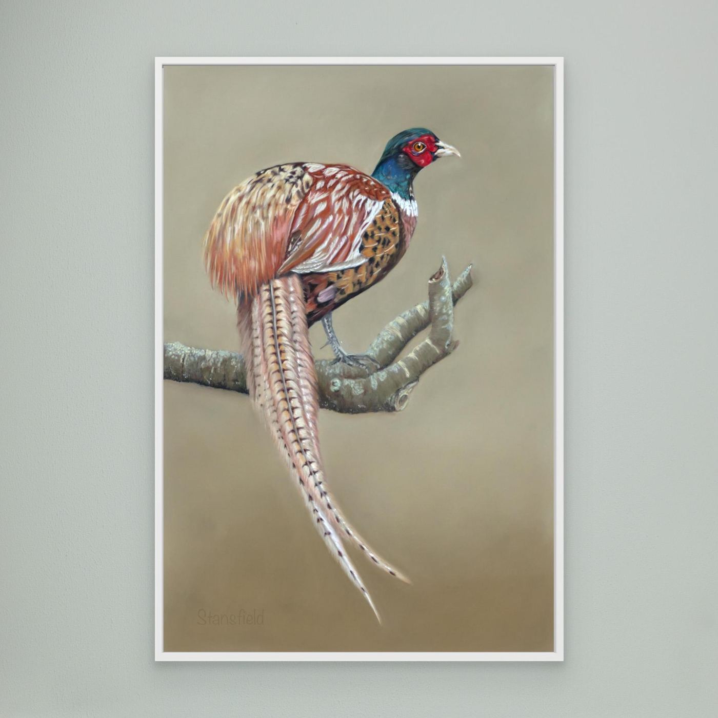 Male pheasant