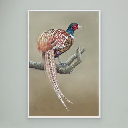 Male pheasant