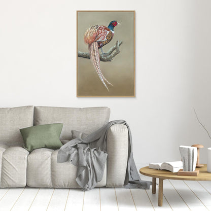 Male pheasant