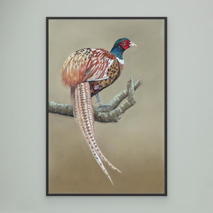 Male pheasant