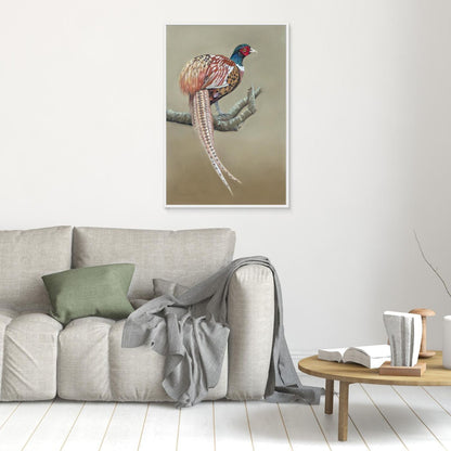 Male pheasant