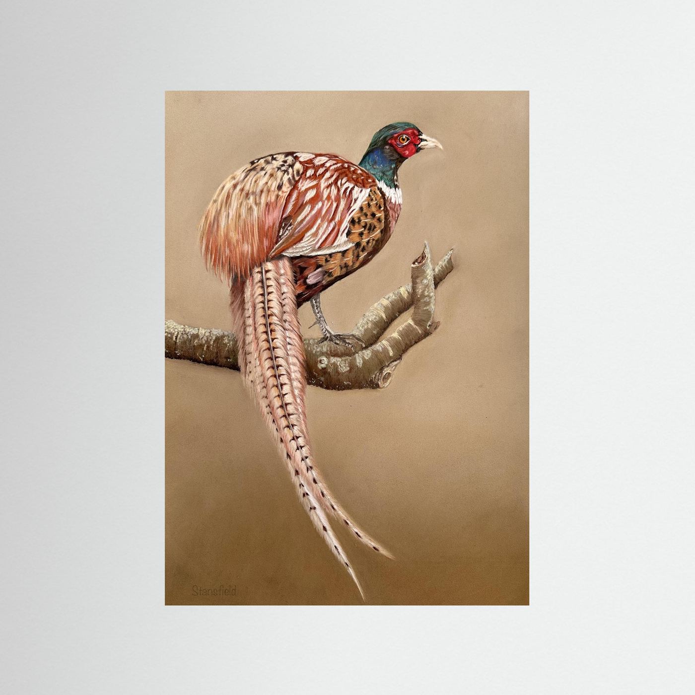 Male pheasant