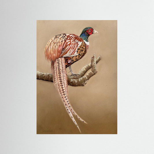 Male pheasant