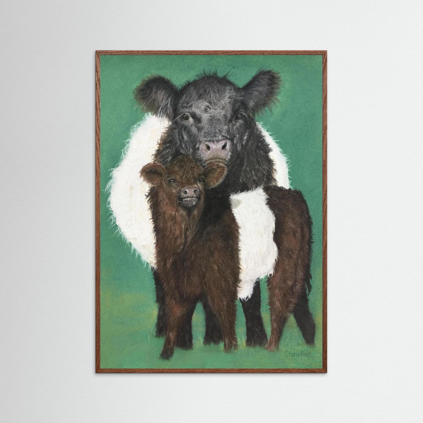 Belted Galloway open edition farm animal art print