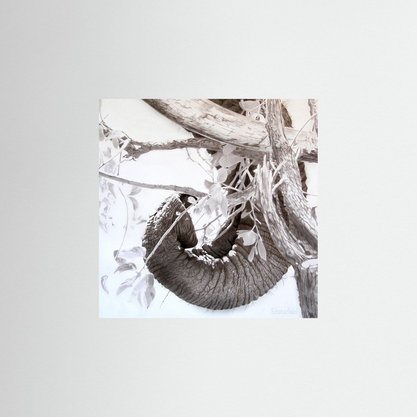 Elephant trunk, tusk and tree