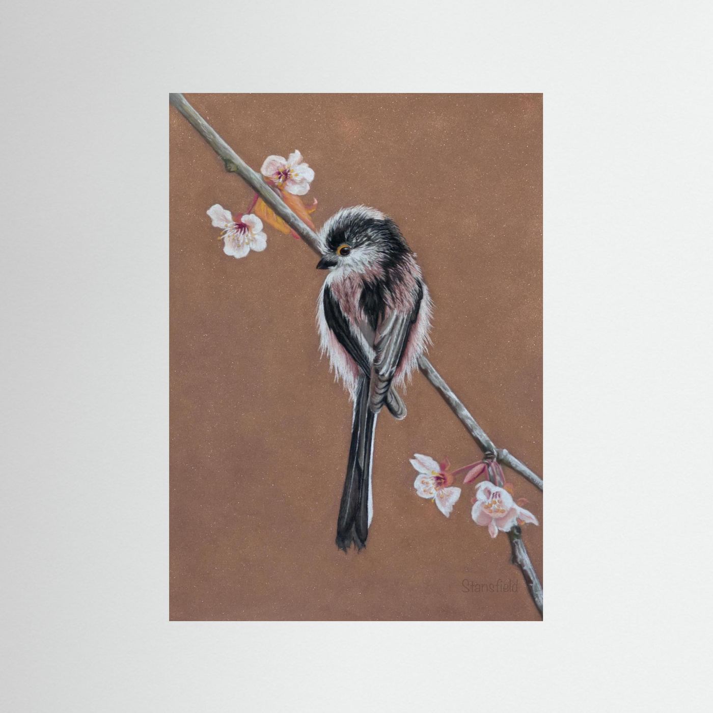 Long tailed tit - blossom: open edition print