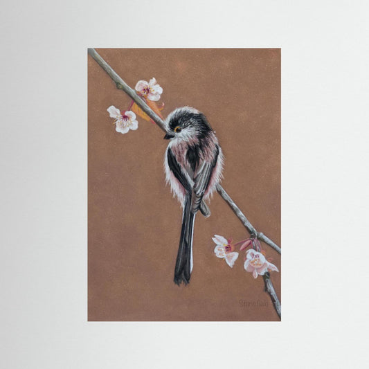 Long tailed tit - blossom: open edition print