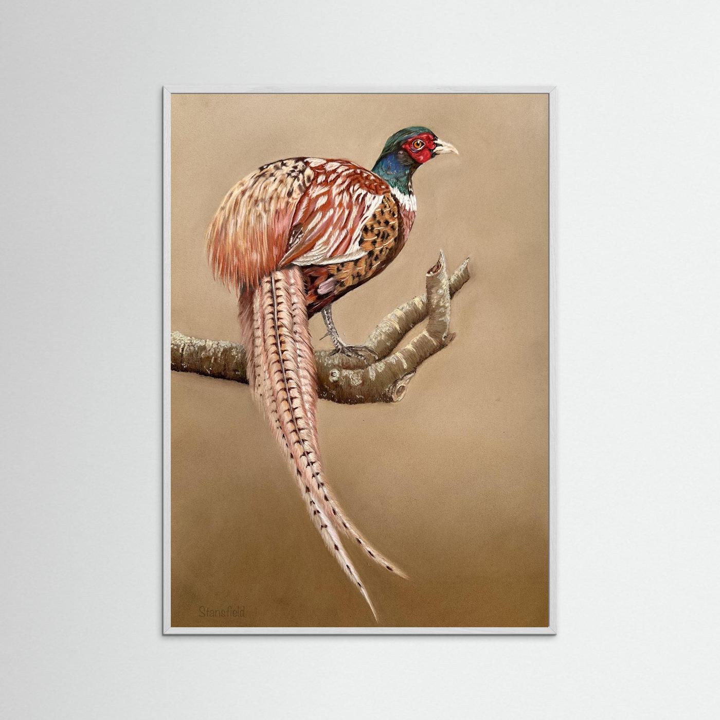 Male pheasant
