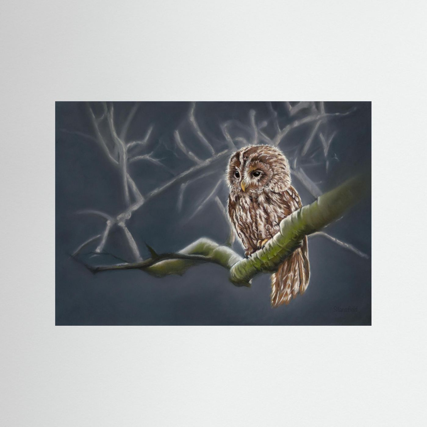 Moonlit tawny owl: open edition print