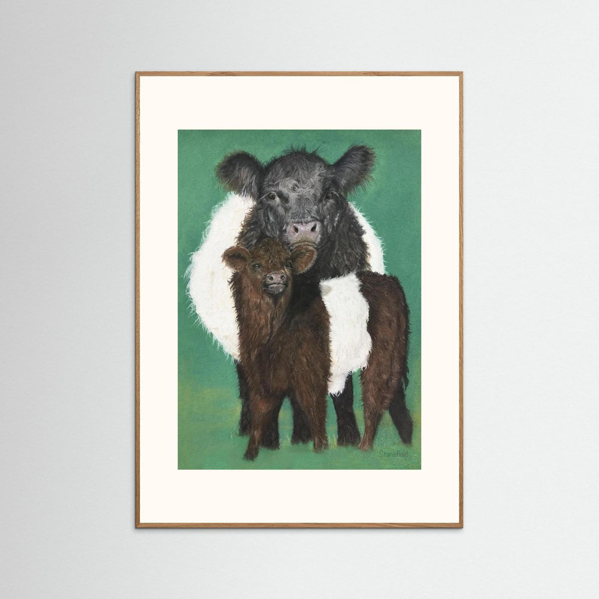 Belted Galloway cow and calf fine art print with textured matte finish