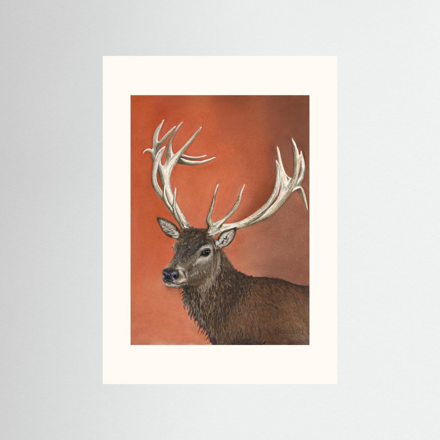 Red deer stag: open edition print