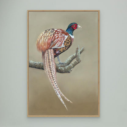 Male pheasant