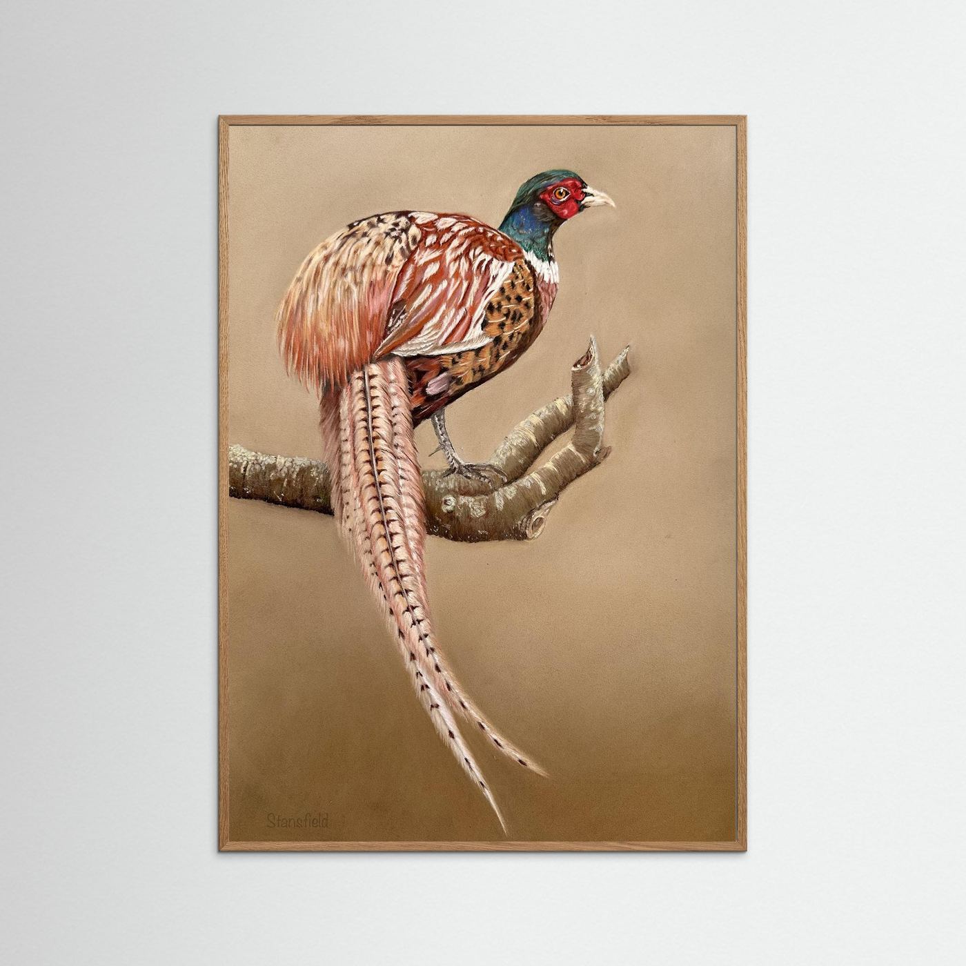 Male pheasant