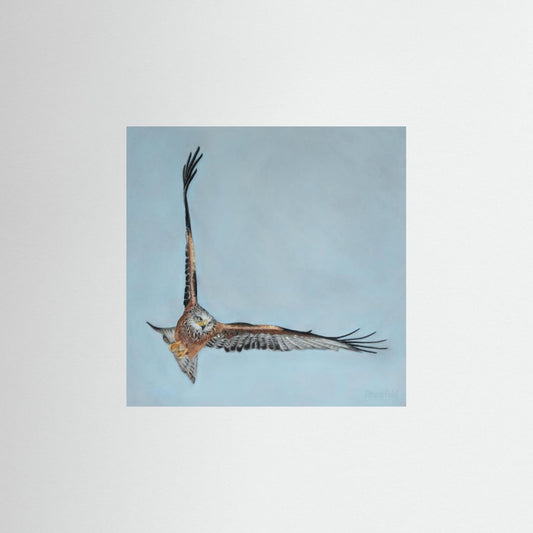 Red kite: open edition print