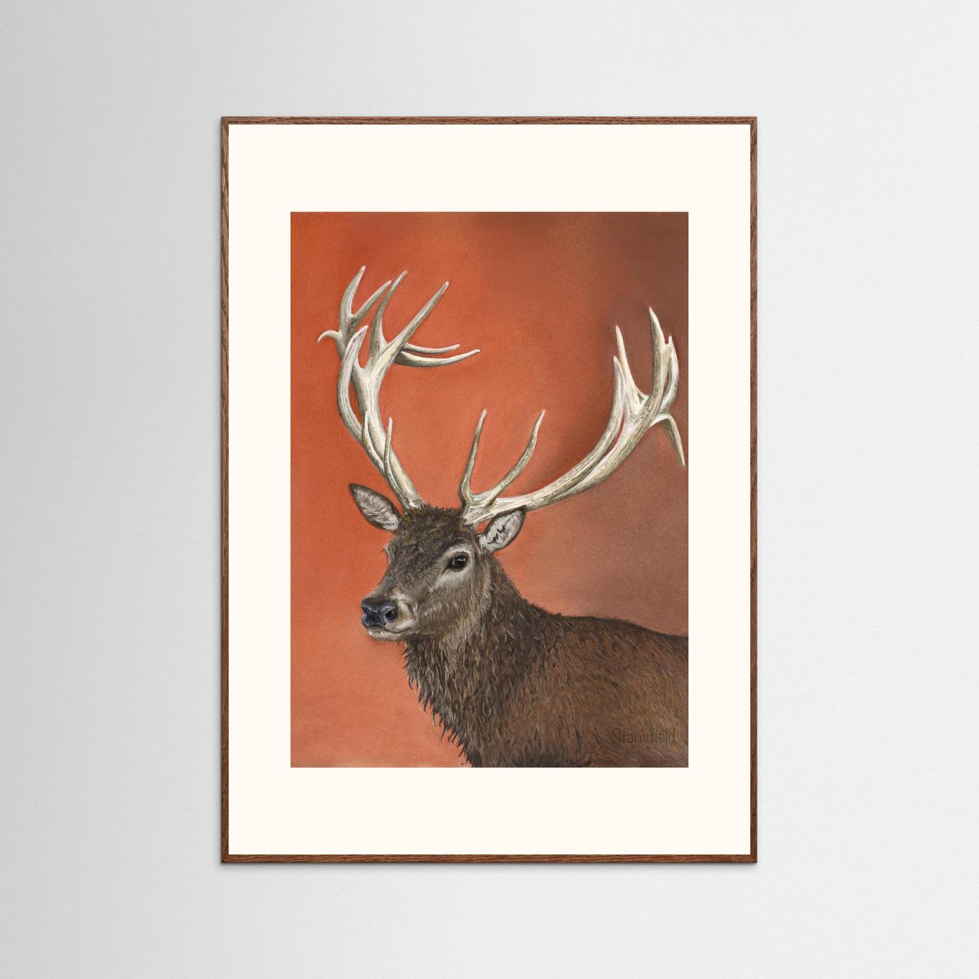 Red deer stag: open edition print