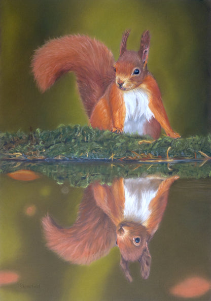 A red squirrel finely reflected on this stretched canvas print from an original by Fiona Stansfield Fine Art