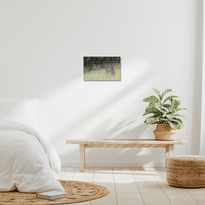 Morning meadow - a female roe deer in early morning grass on a stretched canvas