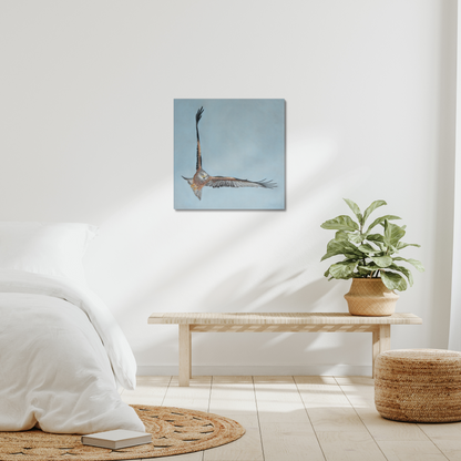 Red kite: A stretched canvas print of a high flying raptor