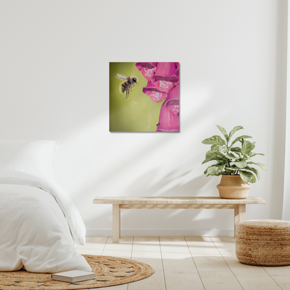 Floral dance - a busy bee approaching a foxglove in a stretched canvas