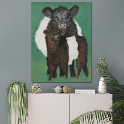 Belted Galloway cow and calf: a stretched canvas of the traditional cattle of Galloway, south-west Scotland