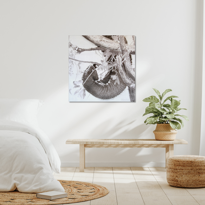 Elephant tusk, trunk, tree: a stretched canvas print of elephant dexterity