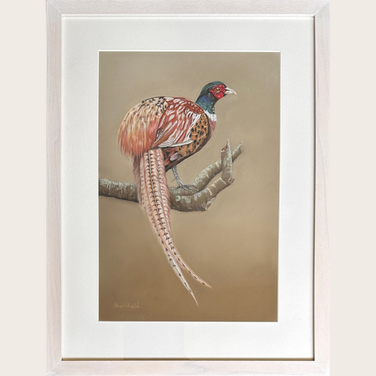 Close up of male pheasant original pastel painting by Fiona Stansfield Fine Art