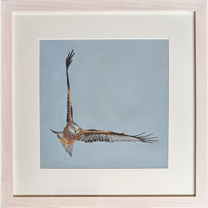 Framed picture or a red kite bird of prey flying high while hunting. Pastel painting by artist Fiona Stansfield 